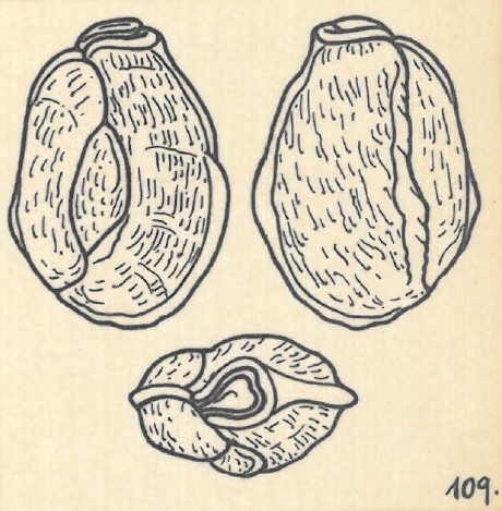 Miliolina planciana var. carinata Wiesner, 1923