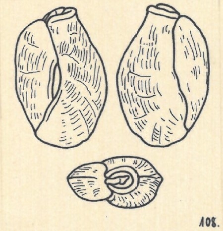 Miliolina planciana var. angulosa Wiesner, 1923