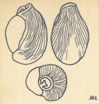 Miliolina rotunda var. lineata Wiesner, 1923