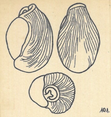 Miliolina rotunda var. lineata Wiesner, 1923