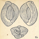 Miliolina bicornis var. angulata Wiesner, 1923