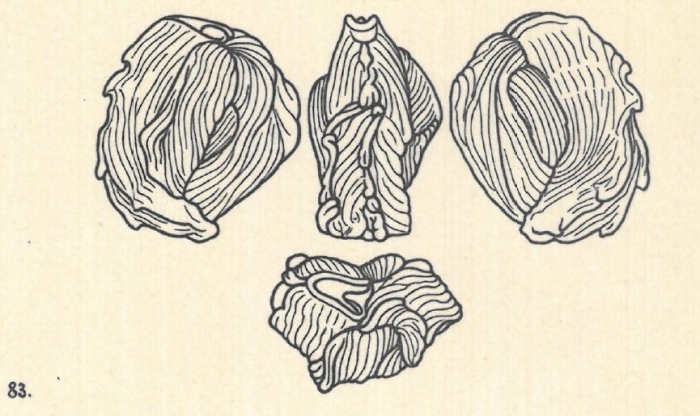 Miliolina bicornis var. berthelotiananodulosa Wiesner, 1923