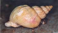 Buccinum undatum Linnaeus, 1758, author: IMARES Buccinum undatum Linnaeus, 1758, author: IMARES