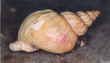 Mollusca