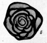 Glomospira regularis Lipina, 1949