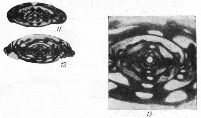 Hemifusulina nataliae Rauzer-Chernousova, 1951