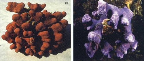 Distichopora vervoorti