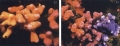 Distichopora vervoorti