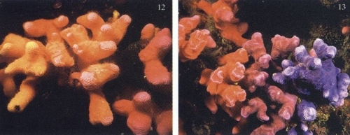 Distichopora vervoorti