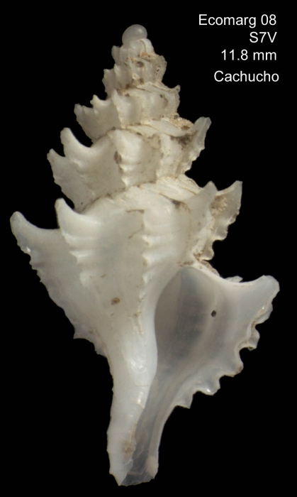 Pagodula cossmani, specimen from Banc Le Danois (44º03.38' N, 4º50.60'W, 490 m, ECOMARG08, S7V), actual size 11.8 mm