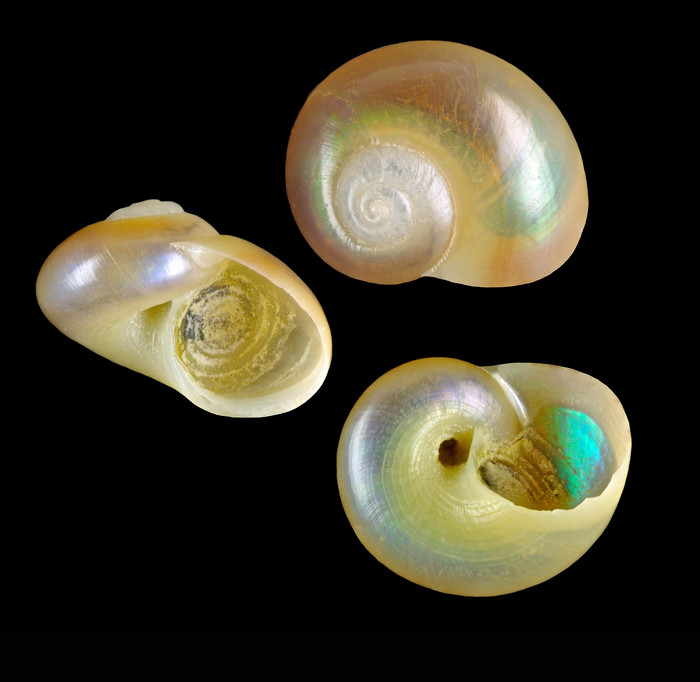 Margarites helicinus (Phipps, 1774) - Hellisfjördur (Iceland E) - 2.6 mm