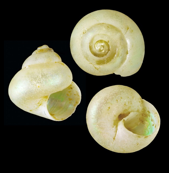 Margarites vahlii (Møller, 1842) - Bolungarvik (Iceland NW) - 2.4 x 3.3 mm