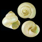 Margarites vahlii (Møller, 1842) - Bolungarvik (Iceland NW) - 2.4 x 3.3 mm