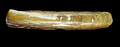Ensis terranovensis Vierna & Martínez-Lage, 2012 - Iceland SW - 156 mm