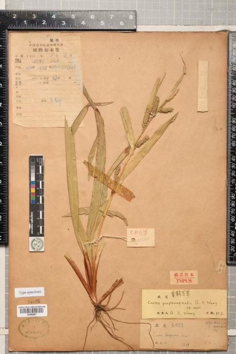 Type of carex purplevaginalis at HIB