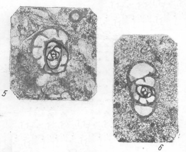 Endothyra similis Rauzer-Chernousova &amp; Reitlinger, 1936