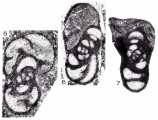 Endothyra keithensis Rich, 1980, author: Le Coze, Franis