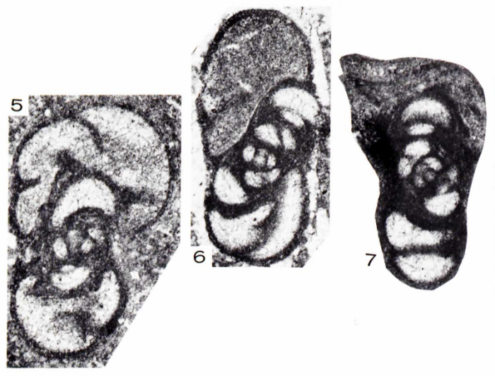 Endothyra keithensis Rich, 1980