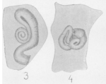 Ammovertella latimerensis Galloway & Harlton, 1928, author: Le Coze, Franis