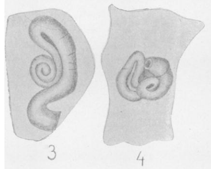 Ammovertella latimerensis Galloway &amp; Harlton, 1928