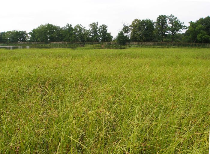 Locality of Bolboschoenus yagara in South Bohemia