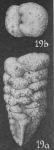 Gaudryina lapugyensis Cushman, 1936