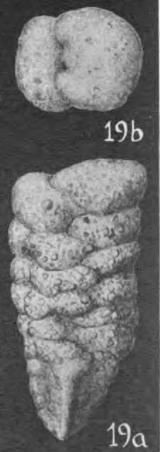 Gaudryina lapugyensis Cushman, 1936
