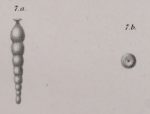 Nodosaria egregia Franzenau, 1890