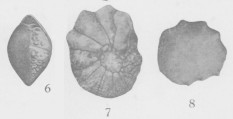 Rotalia mexicana Nuttall, 1928, author: Le Coze, Franis