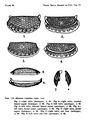 Manawa tryphena Hornibrook, 1949 from the original description