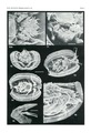 Manawa staceyi Swanson, 1989 from the original description