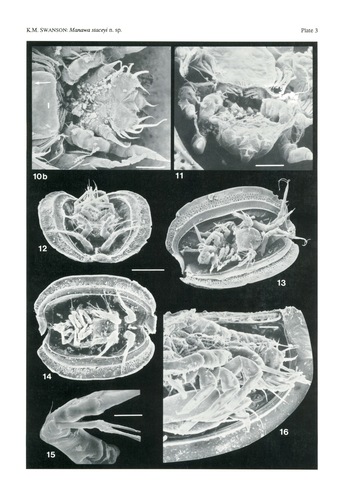 Manawa staceyi Swanson, 1989 from the original description