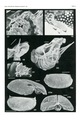 Manawa staceyi Swanson, 1989 from the original description