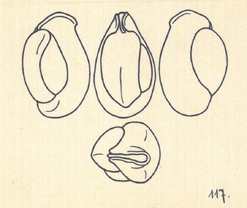 Miliolina schreiberiana var. angusteoralis Wiesner, 1923