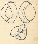 Miliolina gibba var. angusteoralis Wiesner, 1923, author: Consorti, Lorenzo