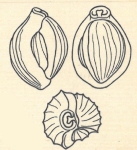 Miliolina affinis var. costata Wiesner, 1923