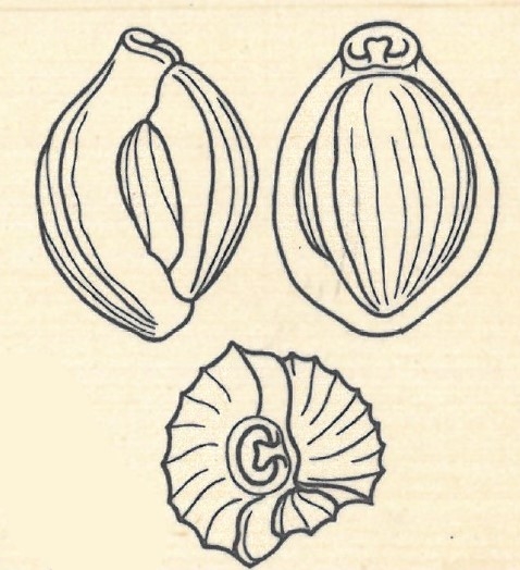Miliolina affinis var. costata Wiesner, 1923