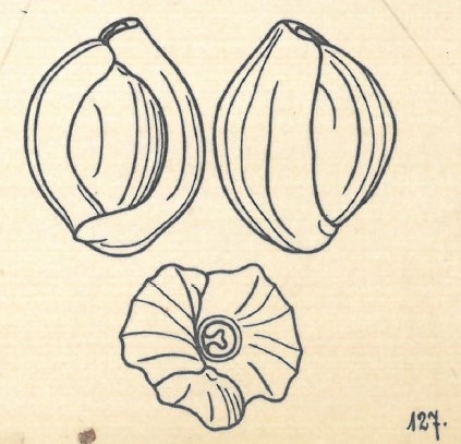 Miliolina affinis var. costata Wiesner, 1923