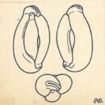 Miliolina patagonica var. angusteoralis Wiesner, 1923