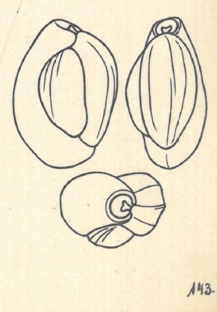 Miliolina peruviana var. subcostata Wiesner, 1923