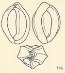 Miliolina patagonica var. angulosa Wiesner, 1923