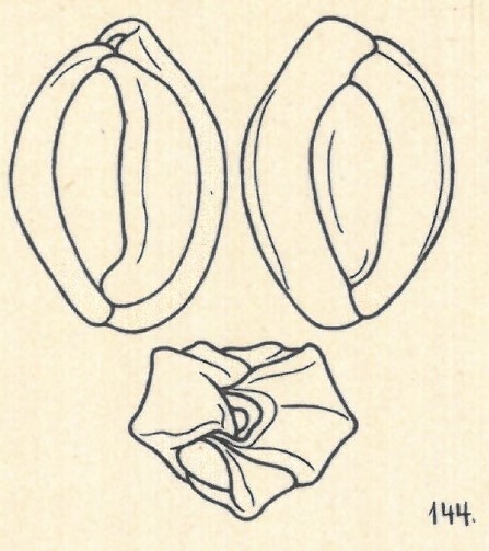 Miliolina patagonica var. angulosa Wiesner, 1923
