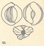Miliolina vulgaris var. semicostata Wiesner, 1923