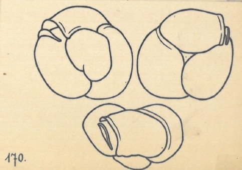 Miliolina subrotunda var. trigonina Wiesner, 1923