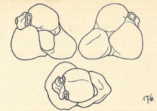 Miliolina hybrida var. trigonina Wiesner, 1923