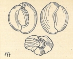 Miliolina semicostata Wiesner, 1923