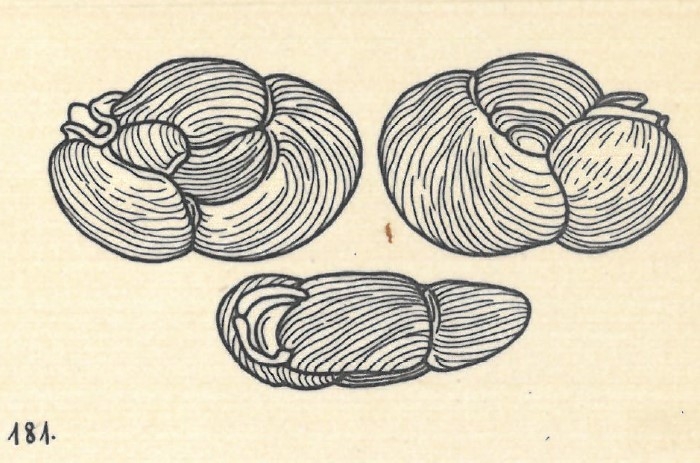 Miliolina webbiana var. trigonina Wiesner, 1923