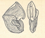 Articulina sagra var. carinata Wiesner, 1923