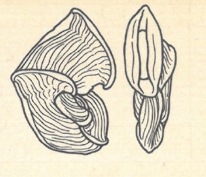 Articulina sagra var. carinata Wiesner, 1923