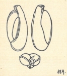 Adelosina milletti var. carinata Wiesner, 1923